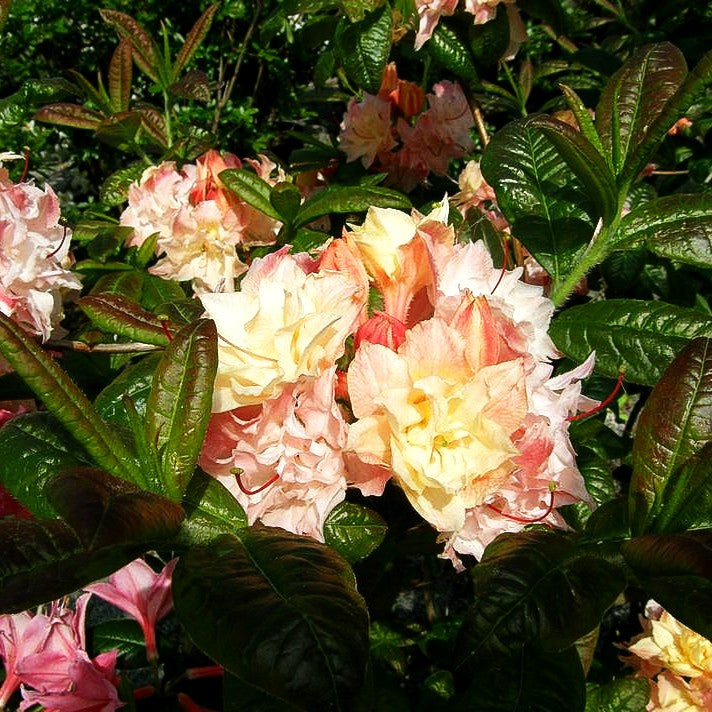 Sommergrüne Azalee 'Cannon's Double' (Rhododendron luteum III)