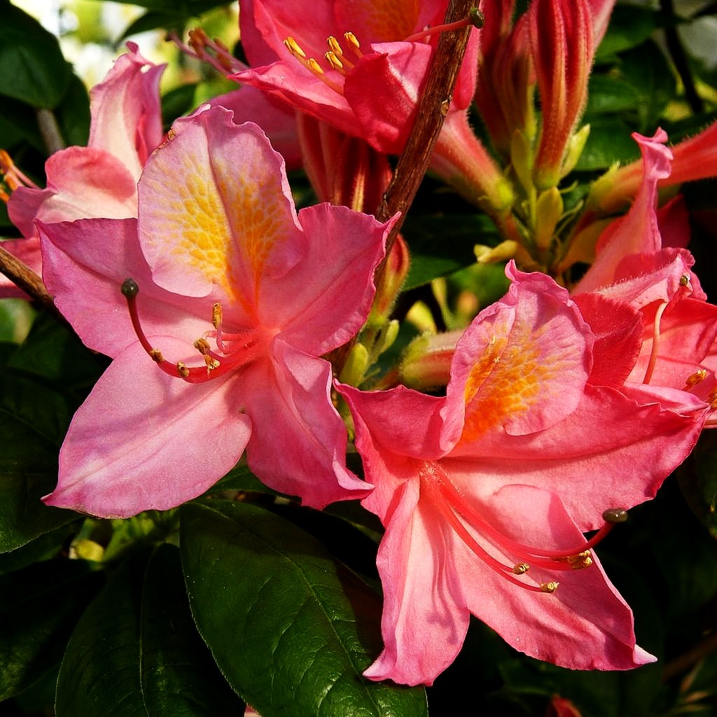 Sommergrüne Azalee 'Corneille' (Rhododendron luteum II)