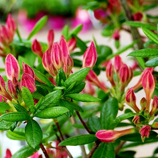 Sommergrüne Azalee 'Corneille' (Rhododendron luteum II)