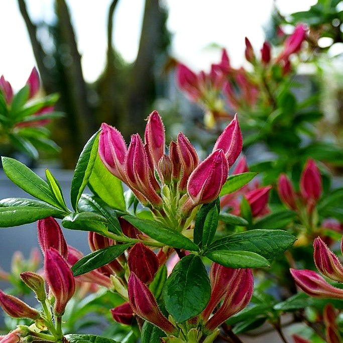 Sommergrüne Azalee 'Corneille' (Rhododendron luteum II)