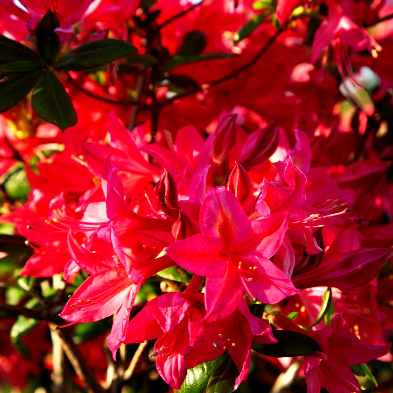Sommergrüne Azalee 'Corneille' (Rhododendron luteum II)
