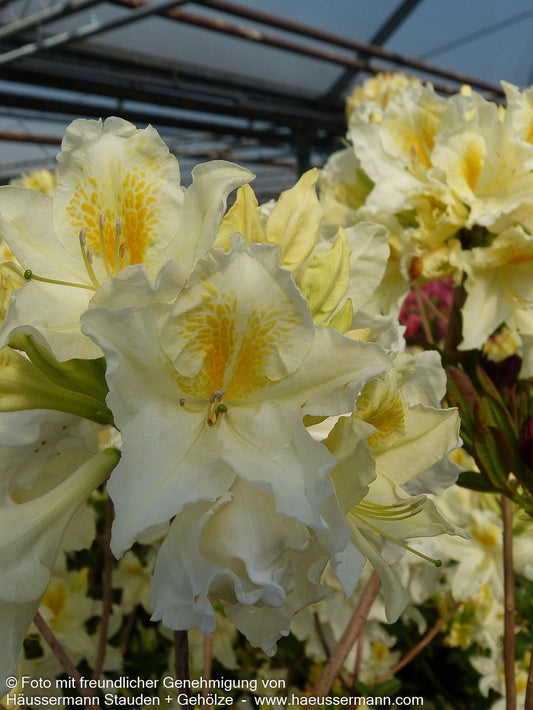 Sommergrüne Azalee 'Daviesii' (Rhododendron luteum  I)