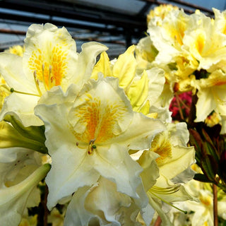 Sommergrüne Azalee 'Daviesii' (Rhododendron luteum I)