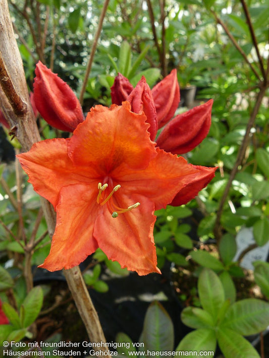 Sommergrüne Azalee 'Feuerwerk' (Rhododendron luteum  I)