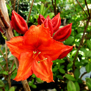 Sommergrüne Azalee 'Feuerwerk' (Rhododendron luteum I)