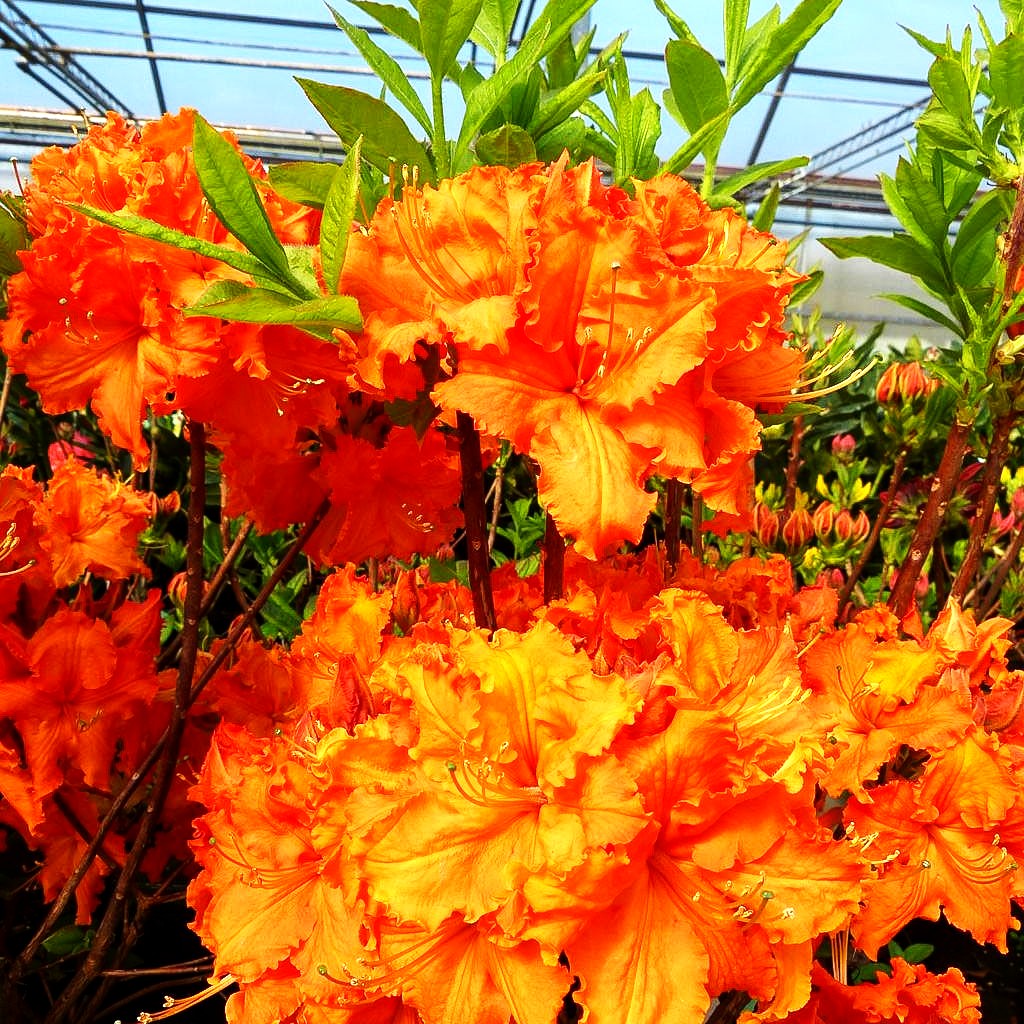 Sommergrüne Azalee 'Gibraltar' (Rhododendron luteum I)
