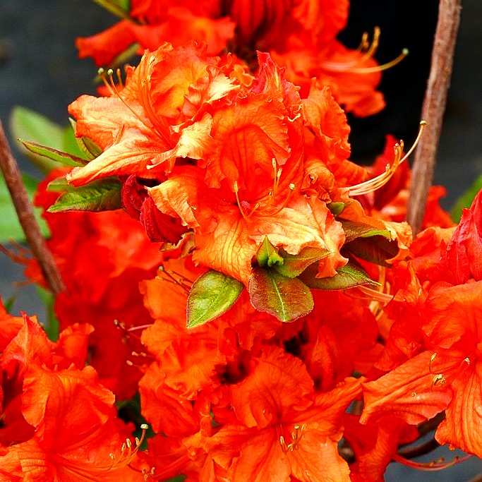 Sommergrüne Azalee 'Gibraltar' (Rhododendron luteum I)