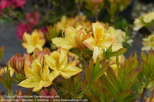 Sommergrüne Azalee 'Golden Sunset' (Rhododendron luteum  II)