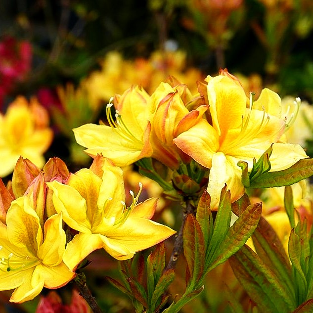 Sommergrüne Azalee 'Golden Sunset' (Rhododendron luteum II)