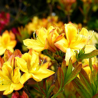Sommergrüne Azalee 'Golden Sunset' (Rhododendron luteum II)