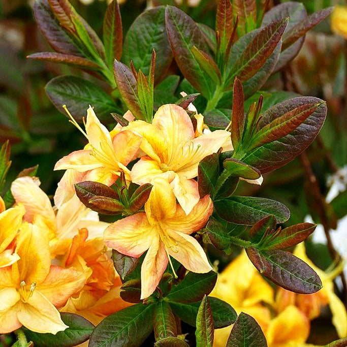 Sommergrüne Azalee 'Golden Sunset' (Rhododendron luteum II)