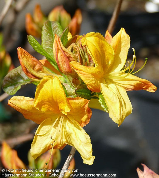 Sommergrüne Azalee 'Goldstück' (Rhododendron lut.)
