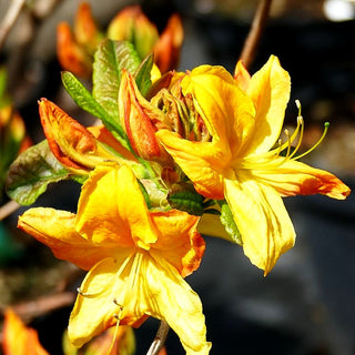 Sommergrüne Azalee 'Goldstück' (Rhododendron lut.)
