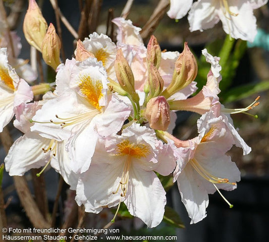 Sommergrüne Azalee 'Möwe' (Rhododendron luteum  I)
