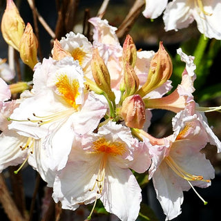 Sommergrüne Azalee 'Möwe' (Rhododendron luteum I)