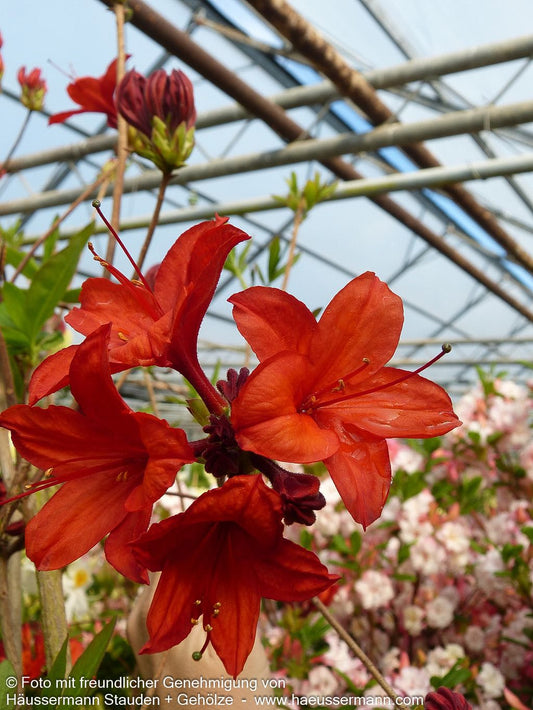 Sommergrüne Azalee 'Nabucco' (Rhododendron luteum  II)
