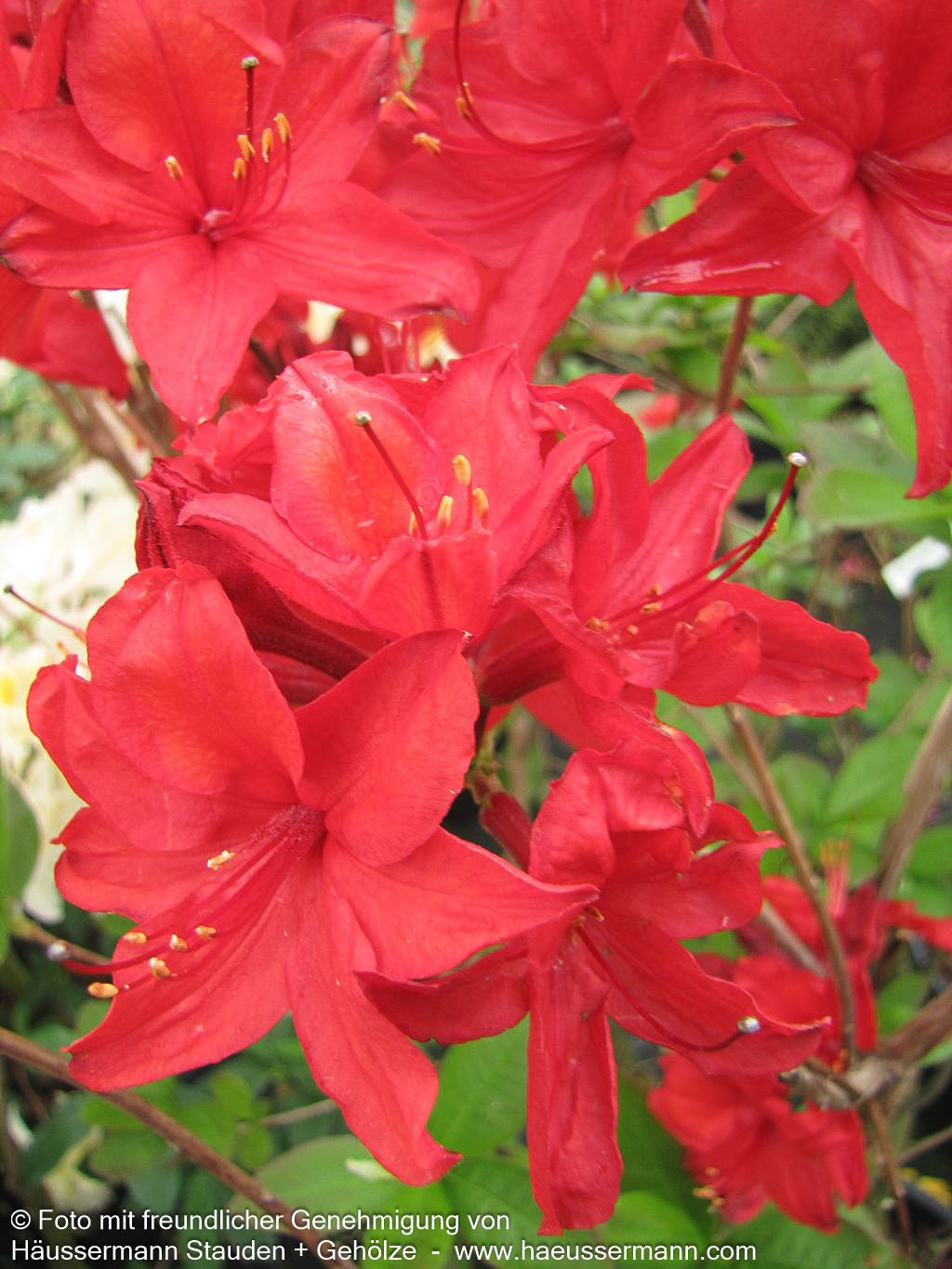Sommergrüne Azalee 'Nabucco' (Rhododendron luteum  II)