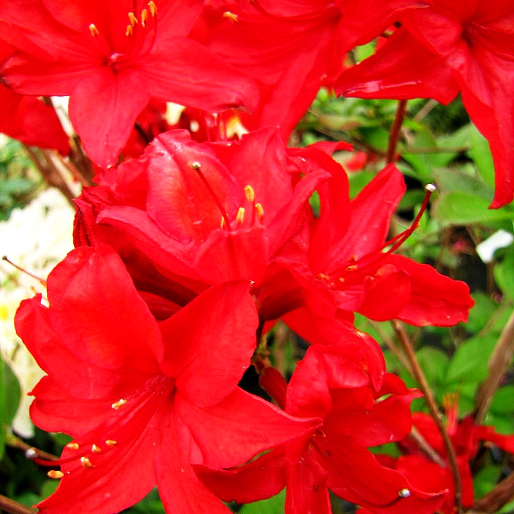 Sommergrüne Azalee 'Nabucco' (Rhododendron luteum II)