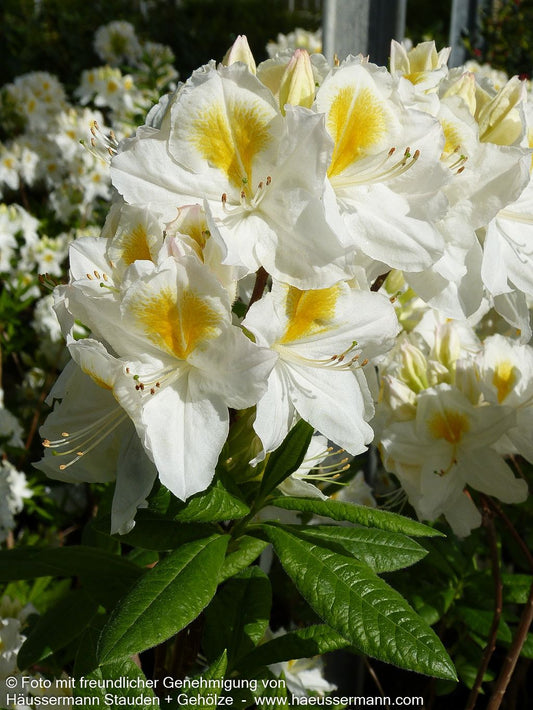 Sommergrüne Azalee 'Persil' (Rhododendron luteum  II)