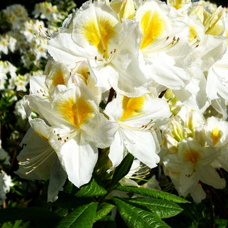 Sommergrüne Azalee 'Persil' (Rhododendron luteum II)
