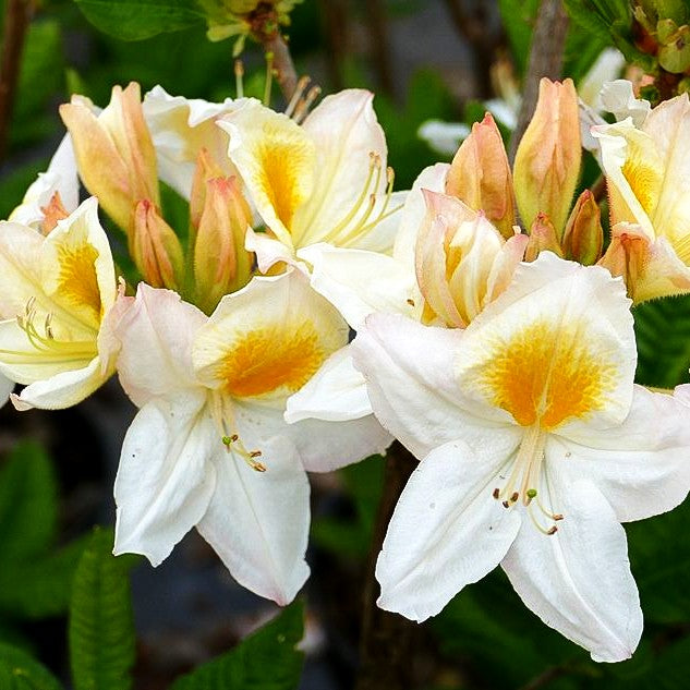 Sommergrüne Azalee 'Persil' (Rhododendron luteum II)