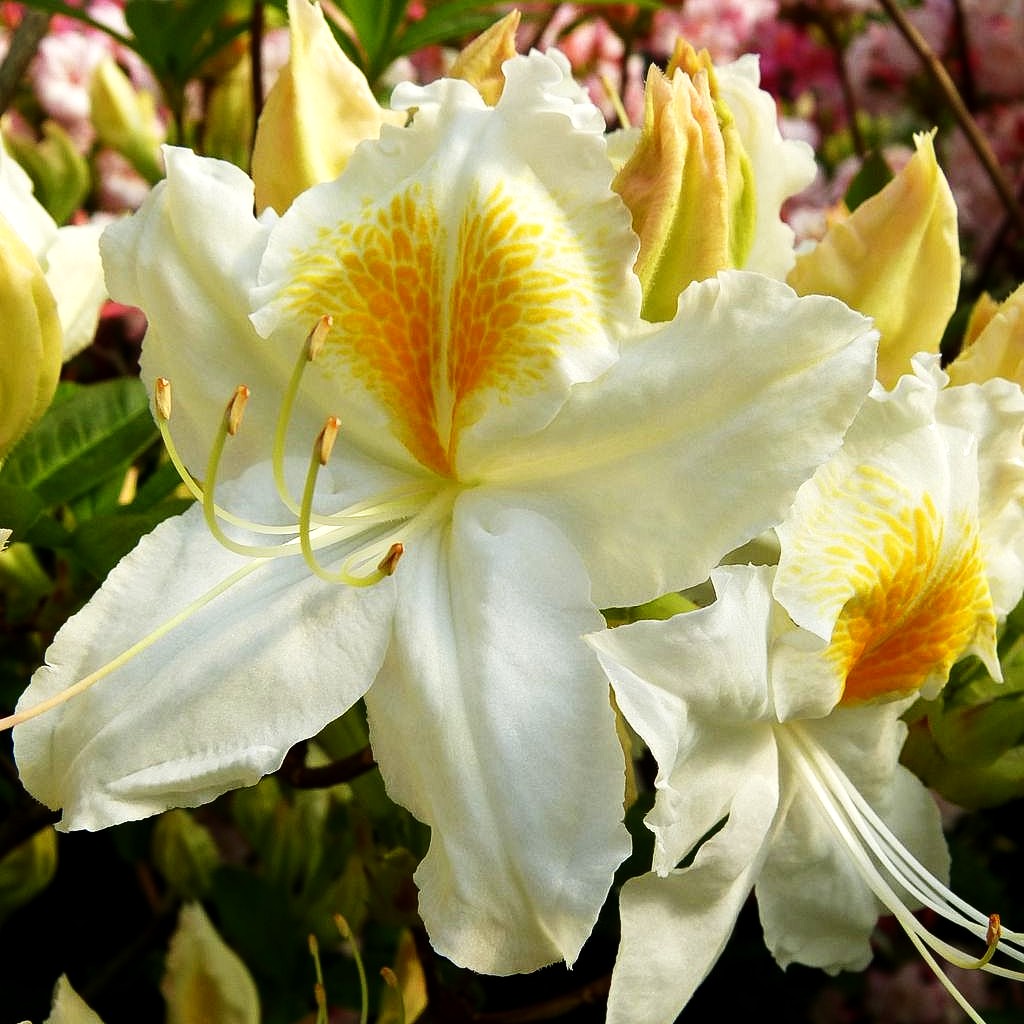 Sommergrüne Azalee 'Schneegold' (Rhododendron luteum II)