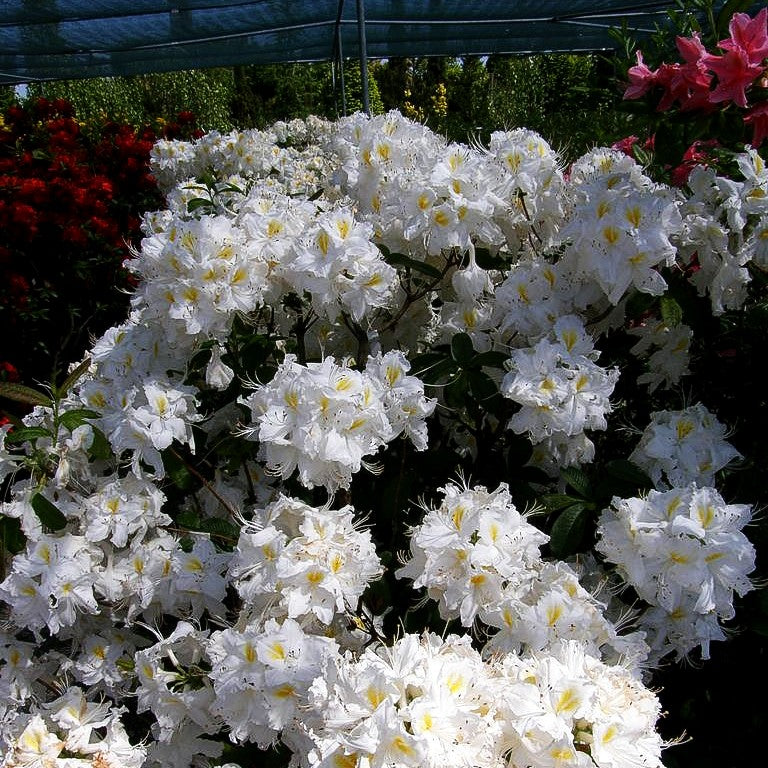 Sommergrüne Azalee 'Schneegold' (Rhododendron luteum II)