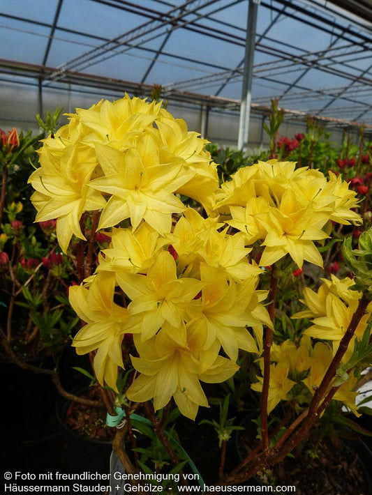 Sommergrüne Azalee 'Schneeköpfchen' (Rhododendron x mixtum)