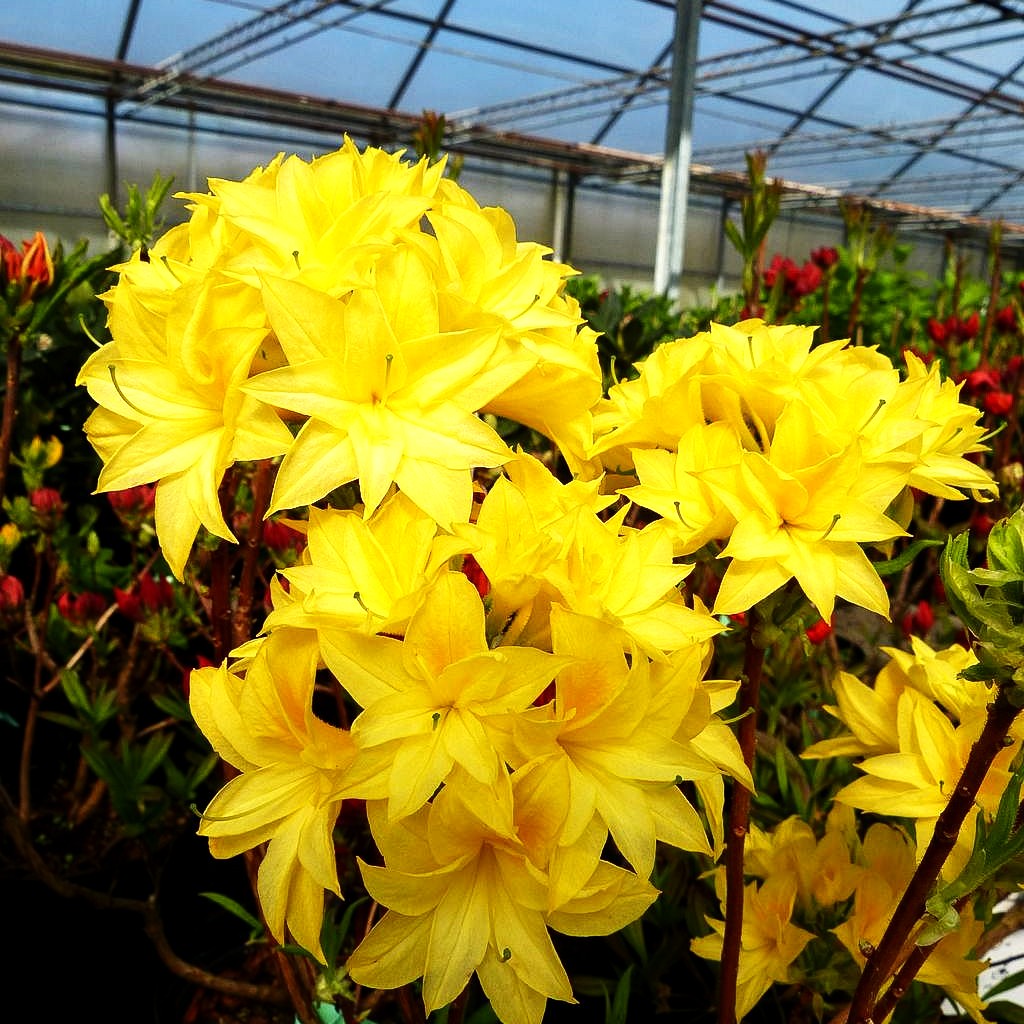 Sommergrüne Azalee 'Schneeköpfchen' (Rhododendron x mixtum)
