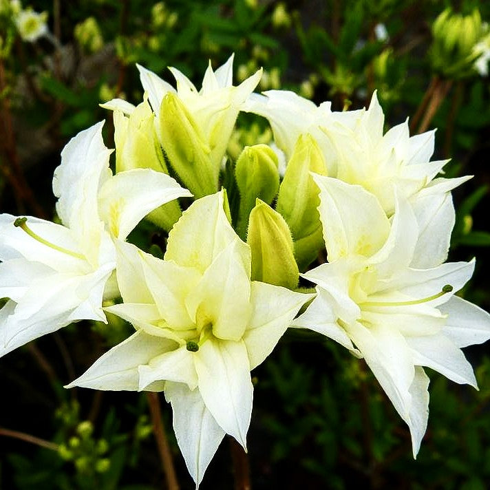 Sommergrüne Azalee 'Schneeköpfchen' (Rhododendron x mixtum)