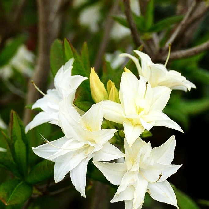 Sommergrüne Azalee 'Schneeköpfchen' (Rhododendron x mixtum)