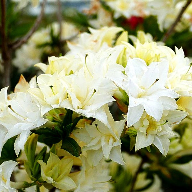 Sommergrüne Azalee 'Schneeköpfchen' (Rhododendron x mixtum)