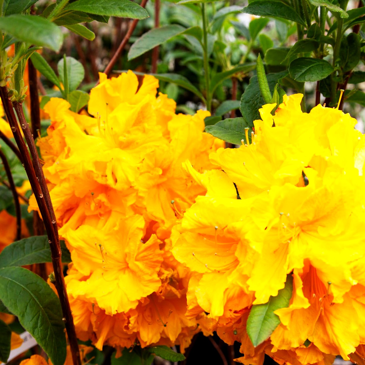 Sommergrüne Azalee 'Sun Chariot' (Rhododendron luteum II)