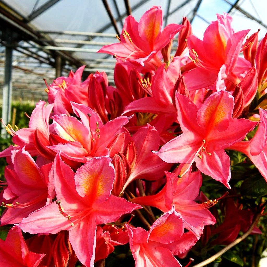 Sommergrüne Duft-Azalee 'Jolie Madame' (Rhododendron viscosum II)