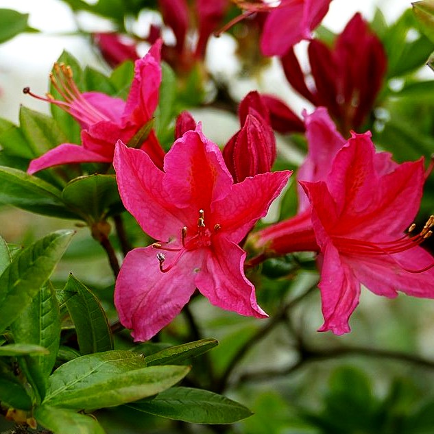 Sommergrüne Duft-Azalee 'Jolie Madame' (Rhododendron viscosum II)