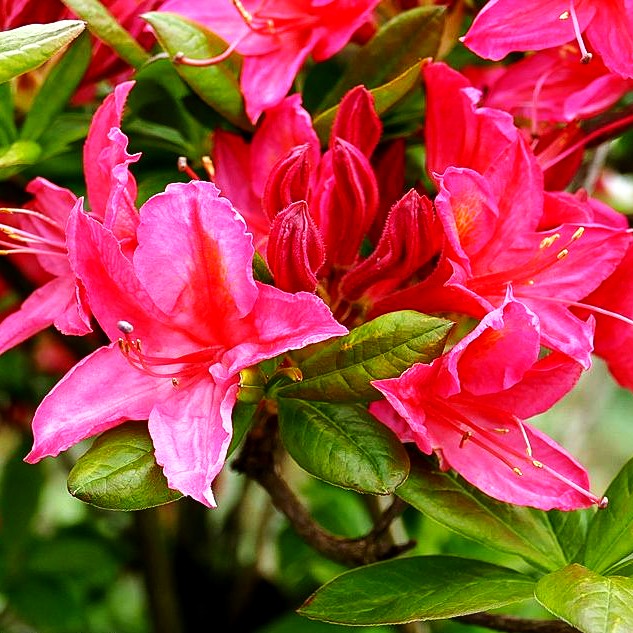 Sommergrüne Duft-Azalee 'Jolie Madame' (Rhododendron viscosum II)
