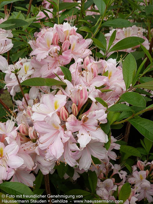 Sommergrüne Duft-Azalee 'Juniduft' (Rhododendron viscosum  III)