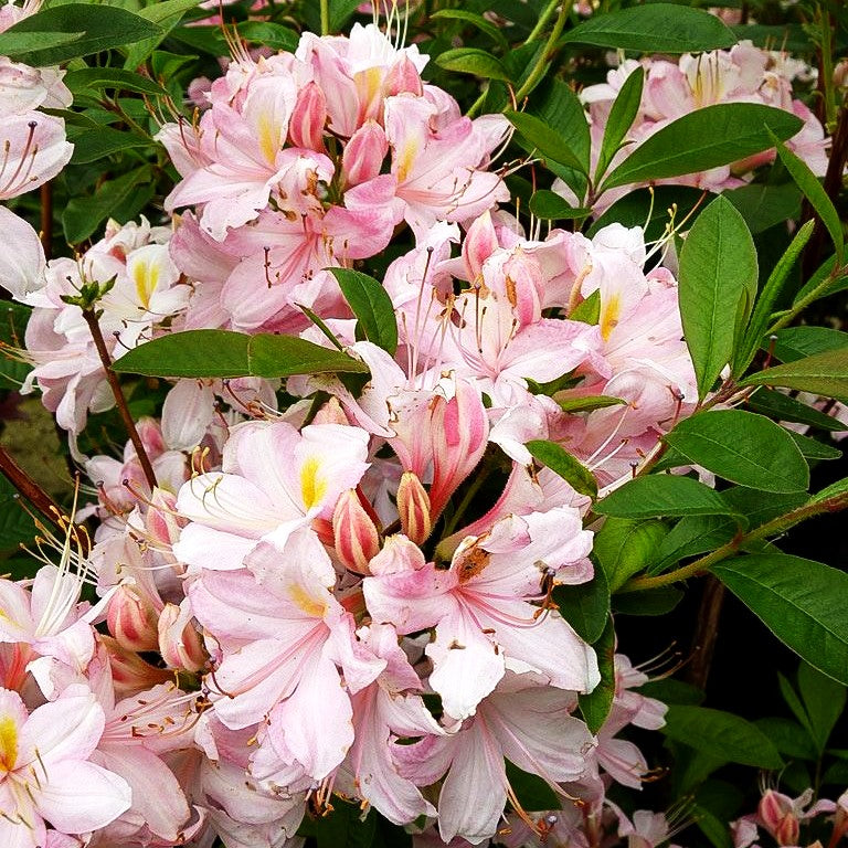 Sommergrüne Duft-Azalee 'Juniduft' (Rhododendron viscosum III)