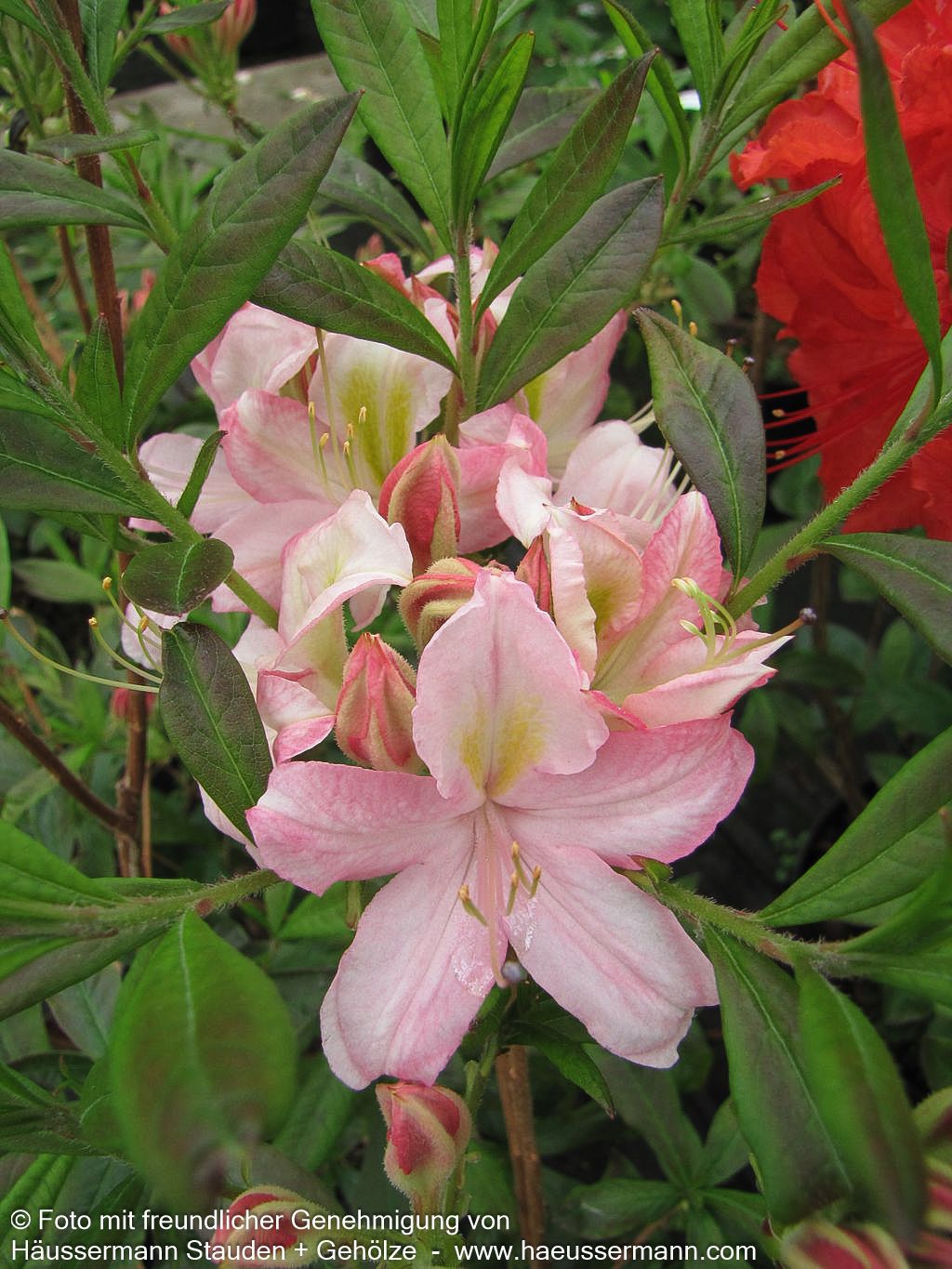 Sommergrüne Duft-Azalee 'Juniduft' (Rhododendron viscosum  III)