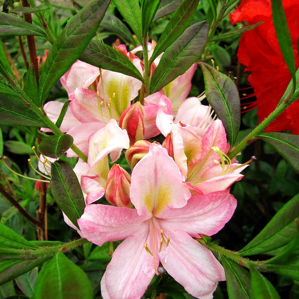 Sommergrüne Duft-Azalee 'Juniduft' (Rhododendron viscosum III)