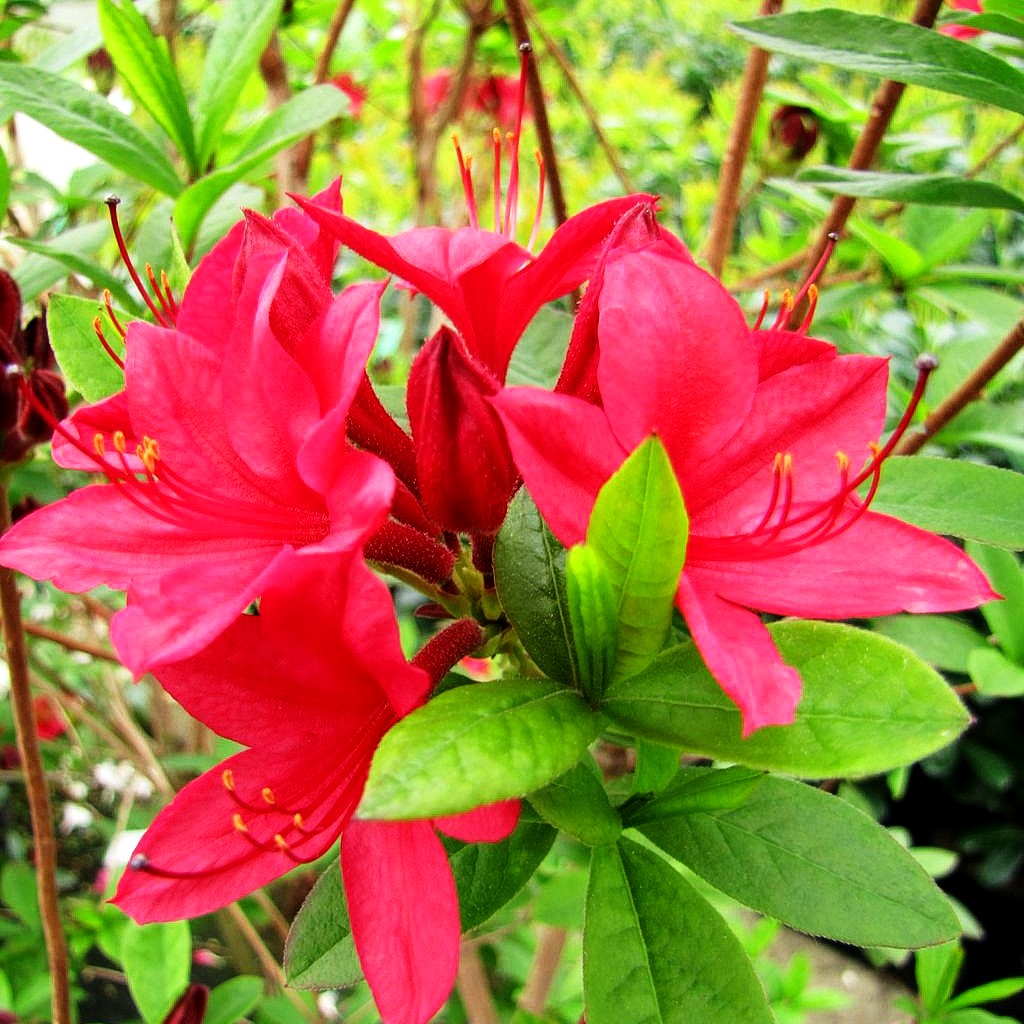 Sommergrüne Duft-Azalee 'Karminduft' (Rhododendron viscosum)