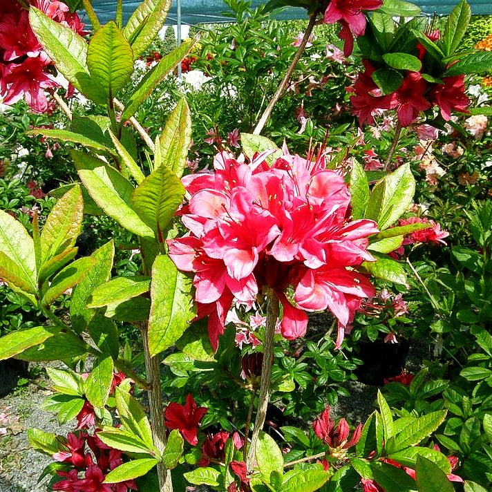 Sommergrüne Duft-Azalee 'Karminduft' (Rhododendron viscosum)