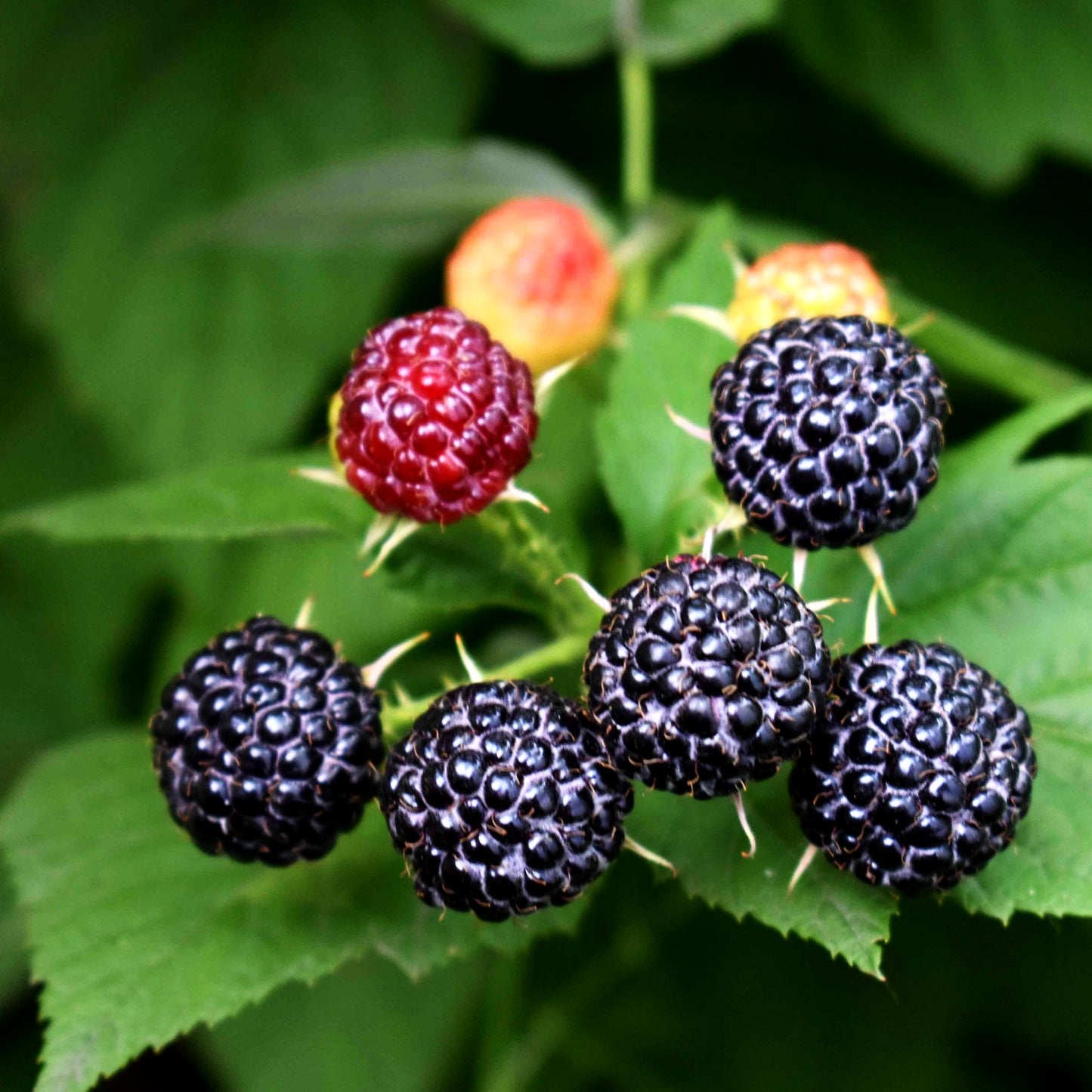Sommerhimbeere 'Black Jewel' (Rubus id.)