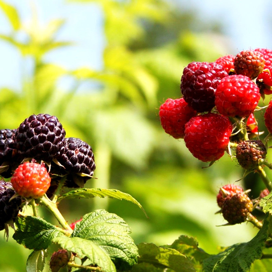 Sommerhimbeere 'Black Jewel' (Rubus id.)