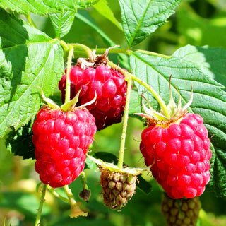 Sommerhimbeere 'Bohème' (Rubus id.)