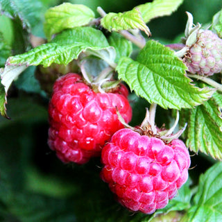 Sommerhimbeere 'Glen Ample' -S- (Rubus id.)