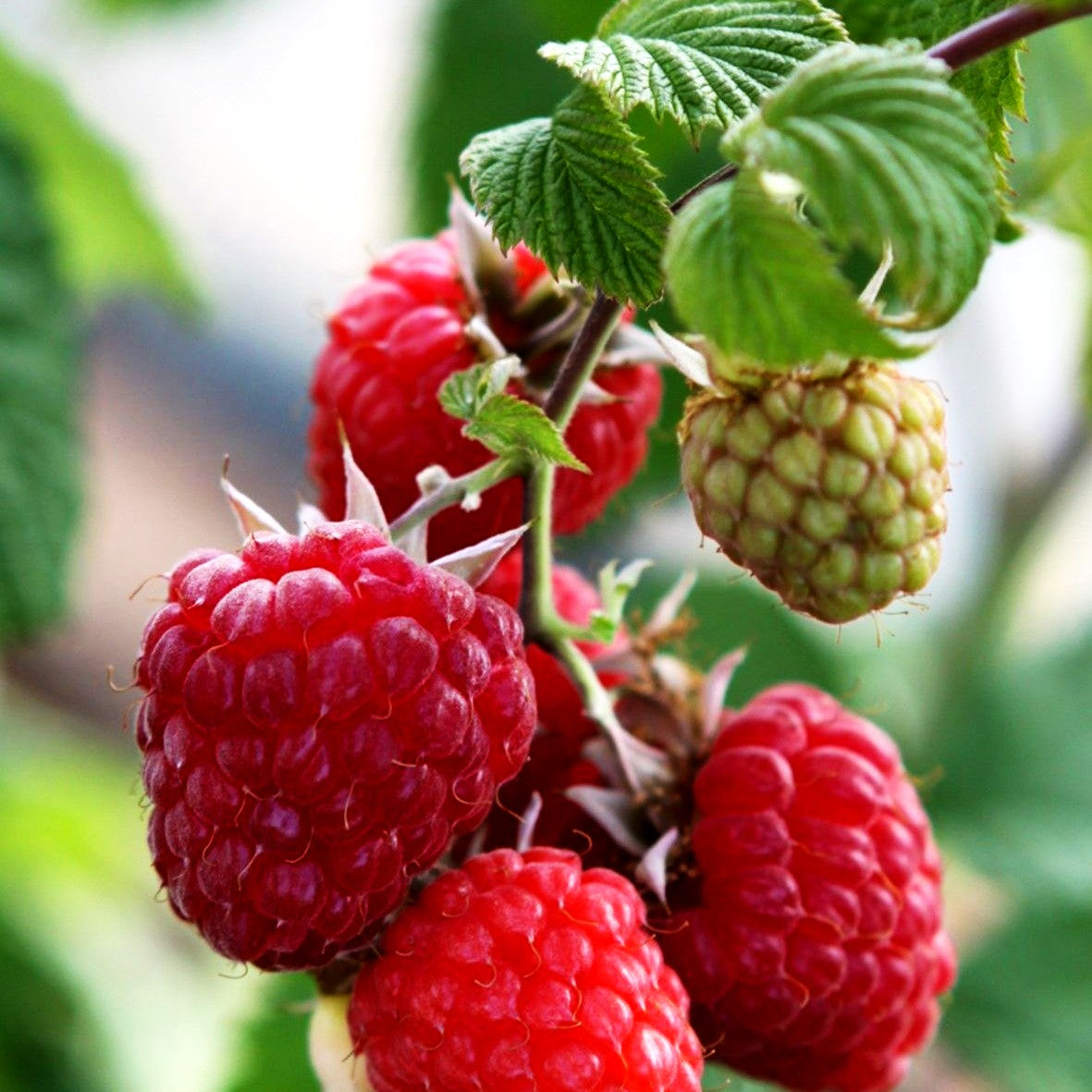 Sommerhimbeere 'Glen Ample' -S- (Rubus id.)