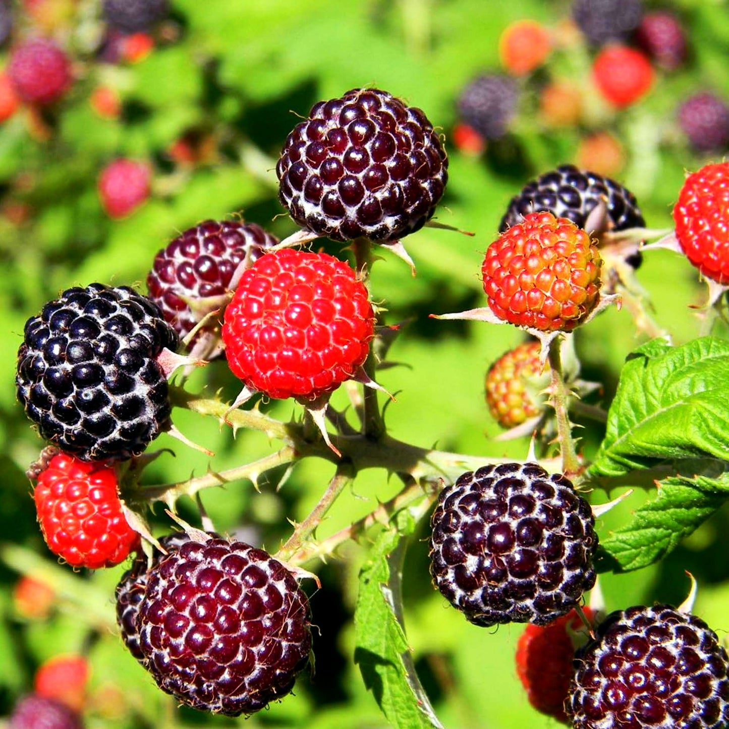 Sommerhimbeere 'Glen Coe' (Rubus id.)