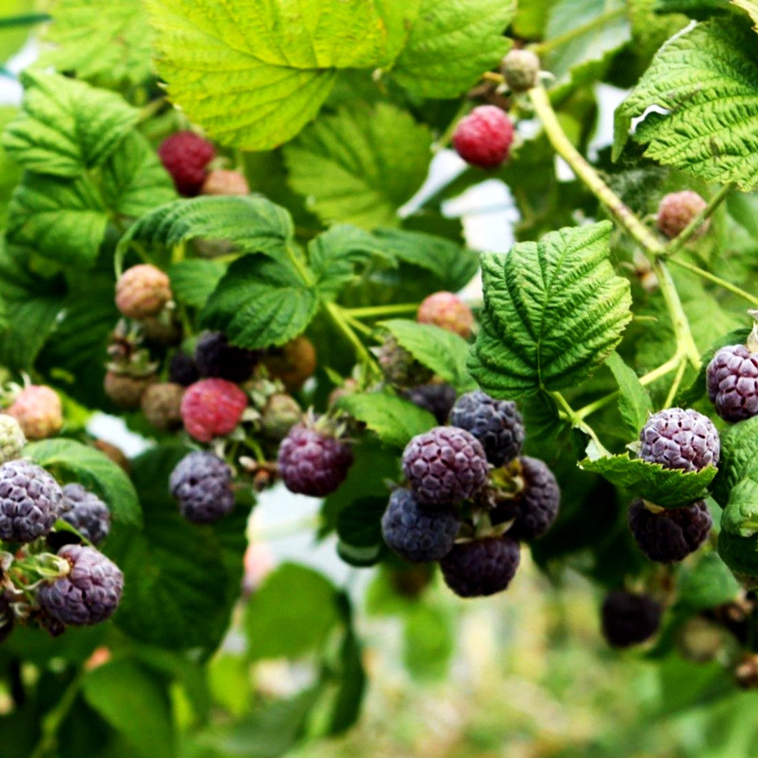 Sommerhimbeere 'Glen Coe' (Rubus id.)
