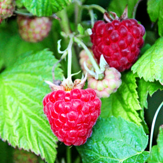 Sommerhimbeere 'Malling Promise' (Rubus id. I)